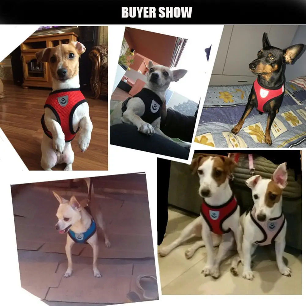 Dog Collars and Harness